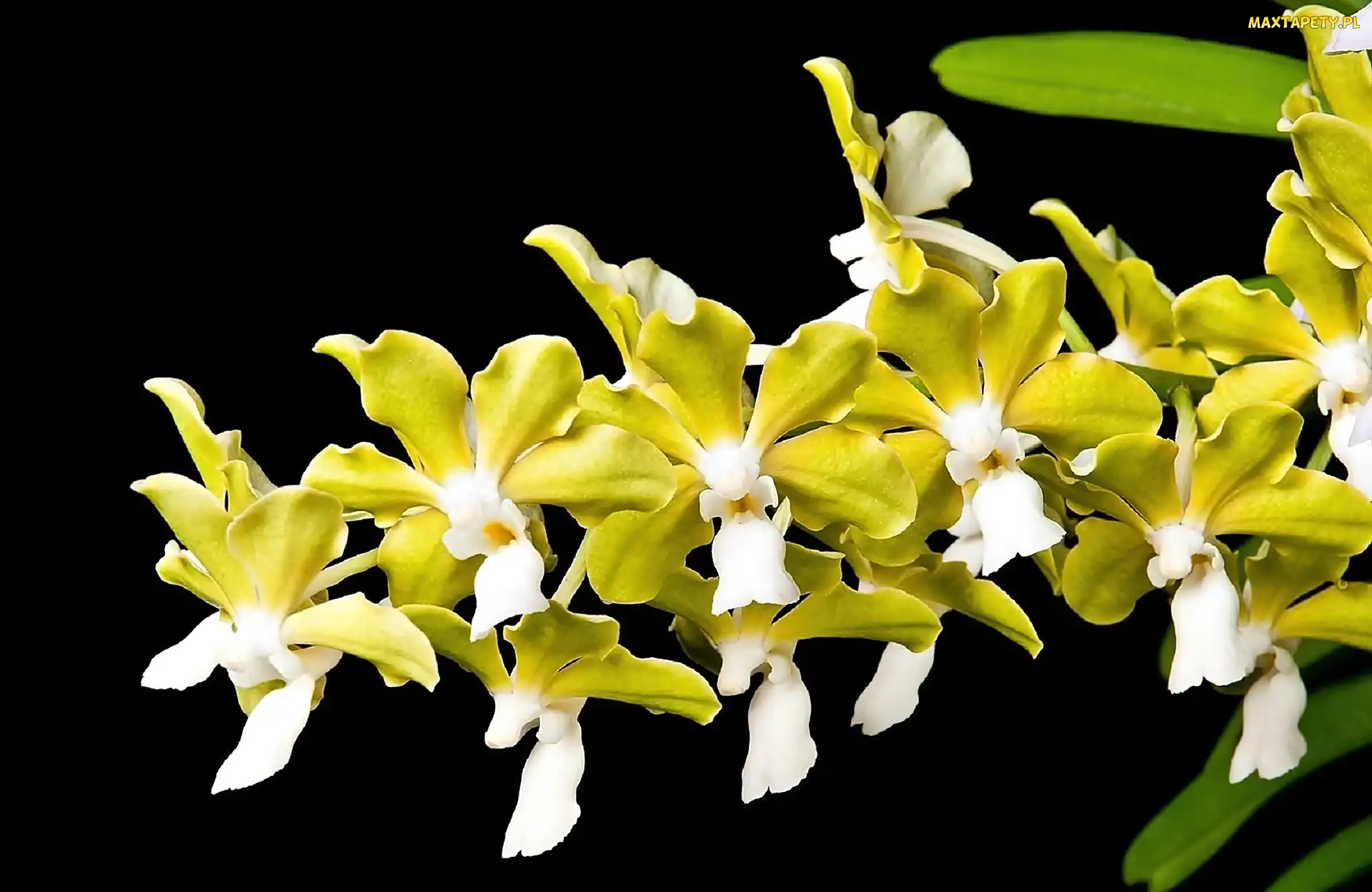 Biała, Tło, Czarne, Orchidea, Żółto