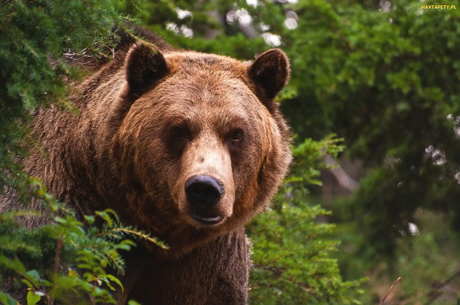 Niedzwiedz, Zieleń, Grizzly
