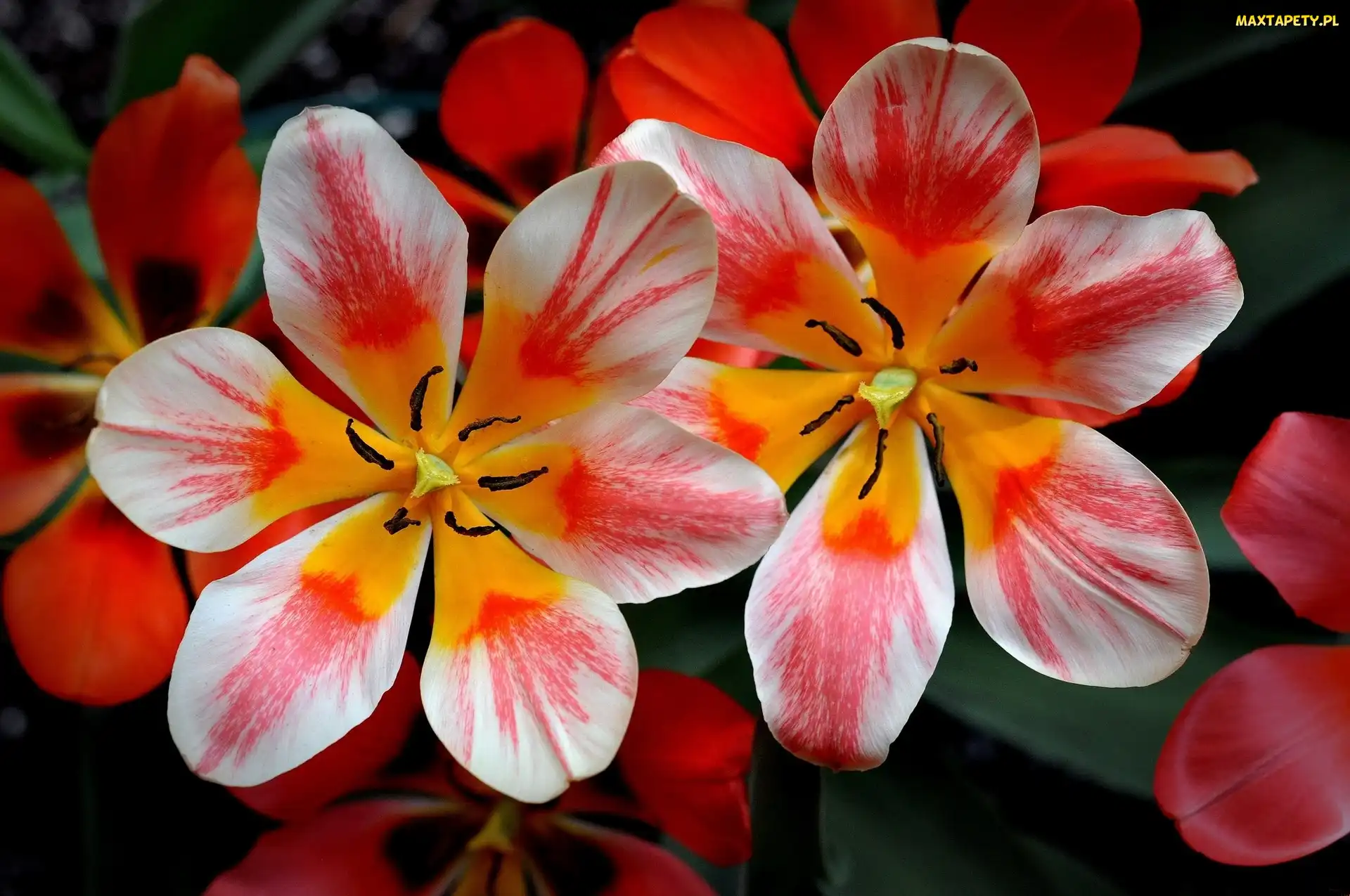 Kolorowe, Tulipany, Rozkwitnięte