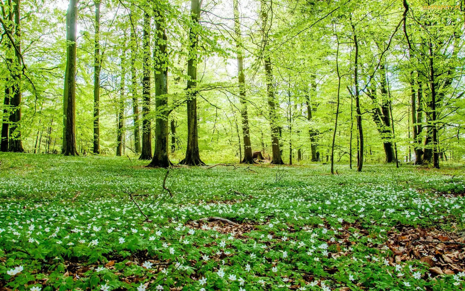 Polana, Wiosna, Kwiatuszki, Kwitnące, Las