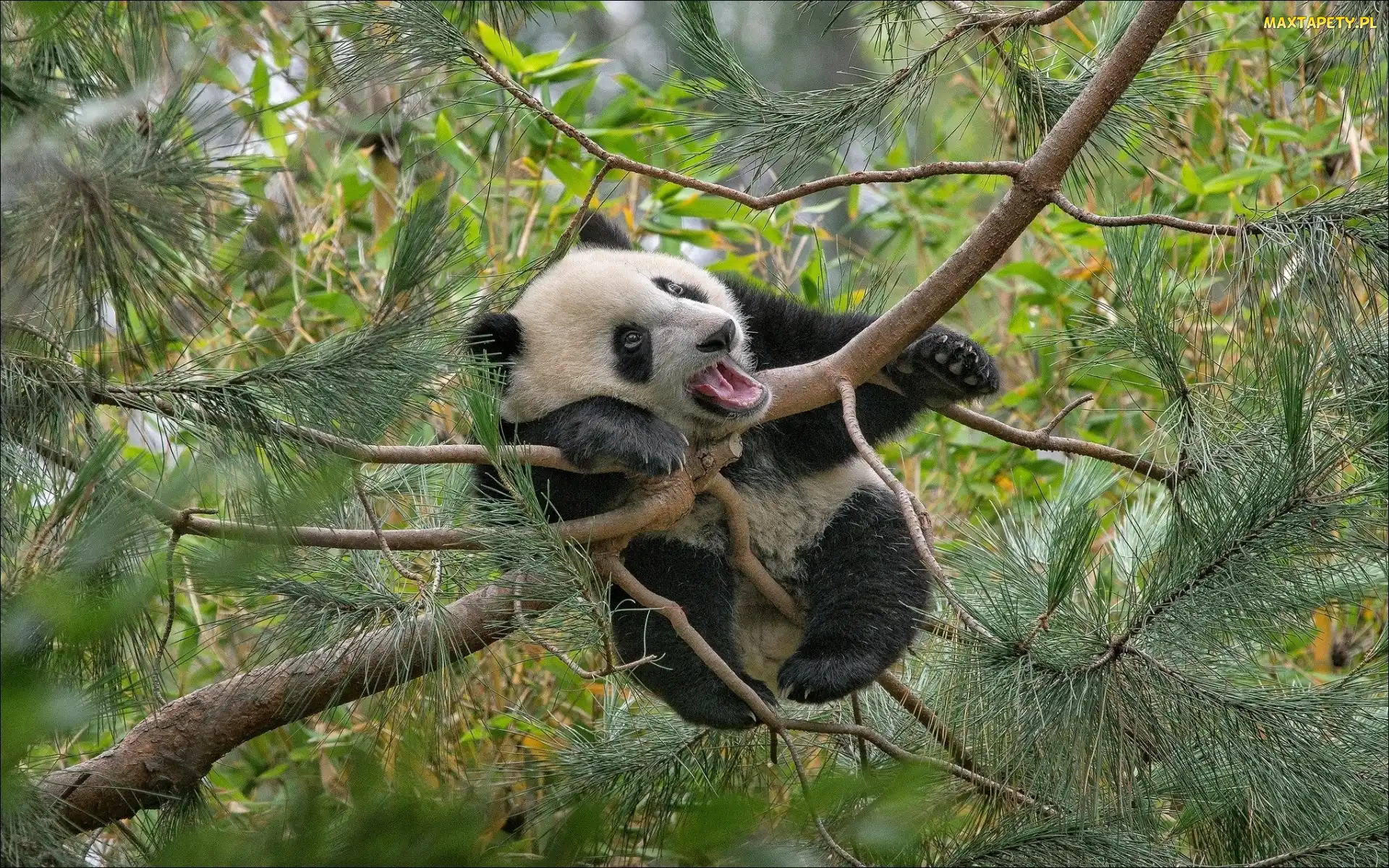 Panda, Las, Drzewo