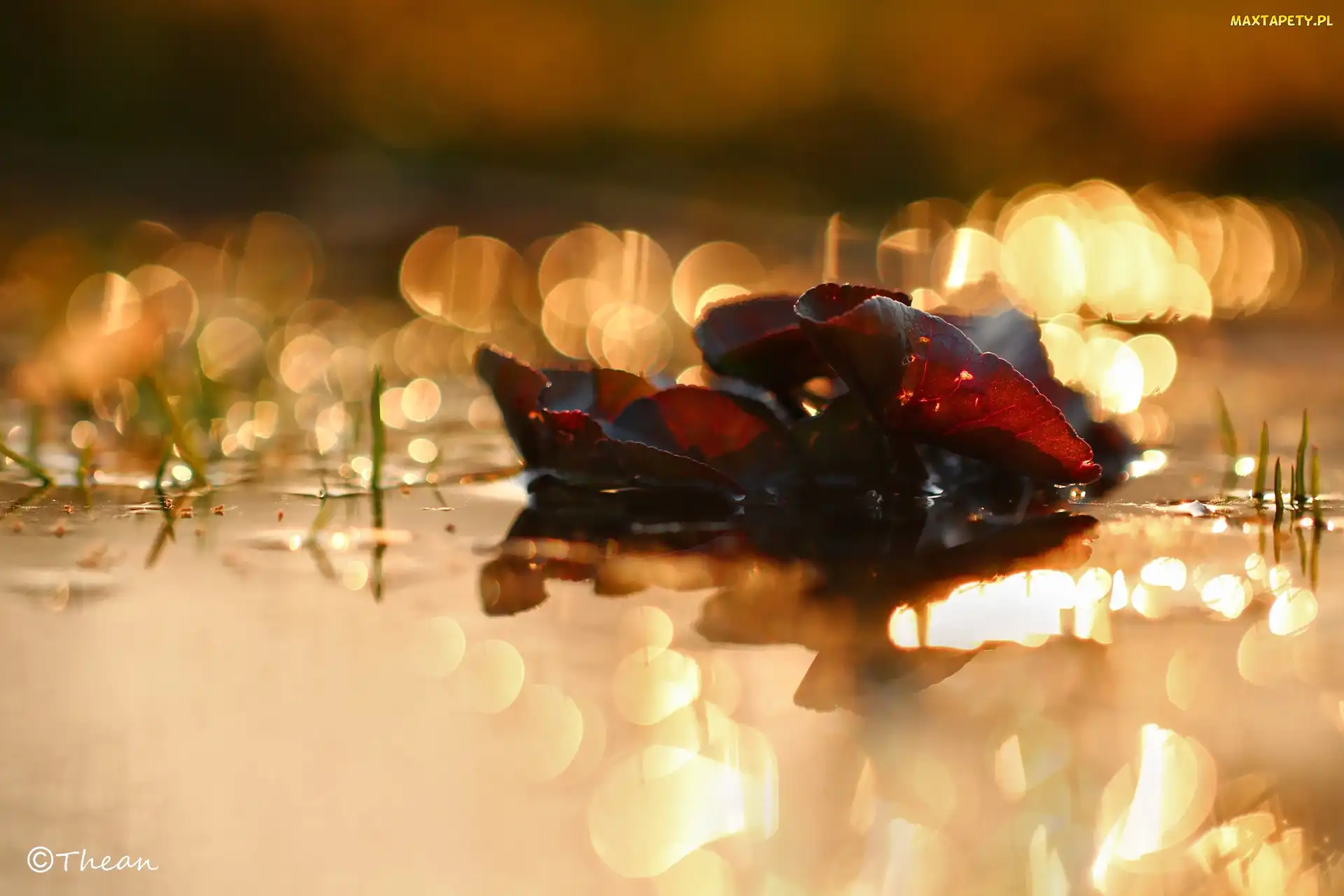 Bokeh, Woda, Wieczór, Rośliny