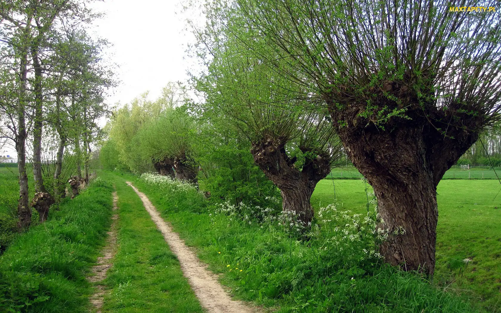 Droga, Ścieżka, Wierzby