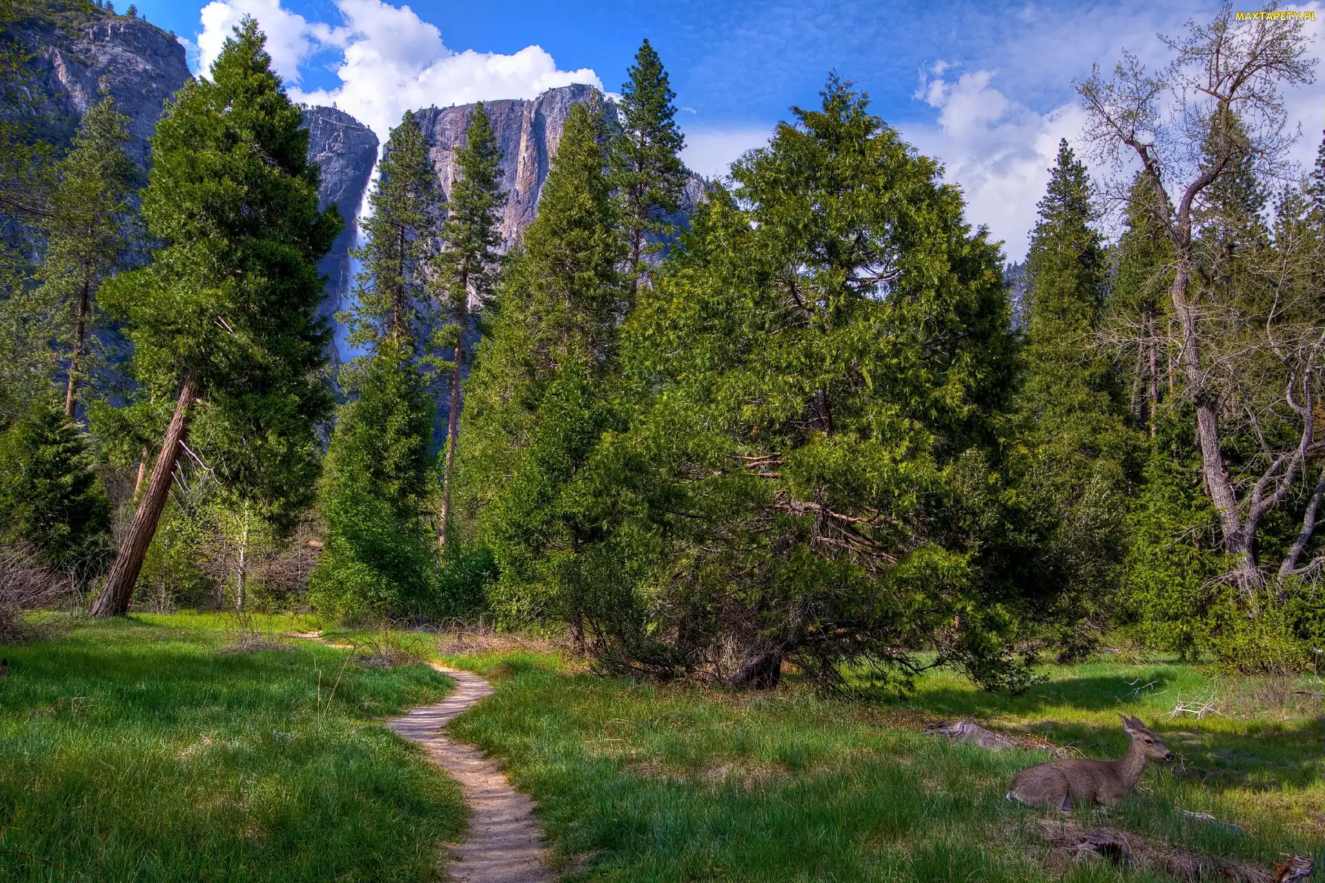 Kalifornia, Yosemite, Góry, Las