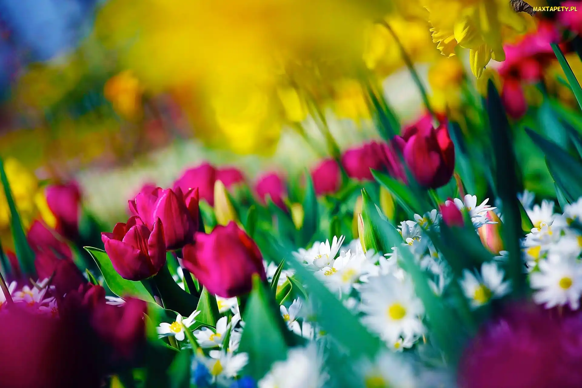 Tulipany, Stokrotki