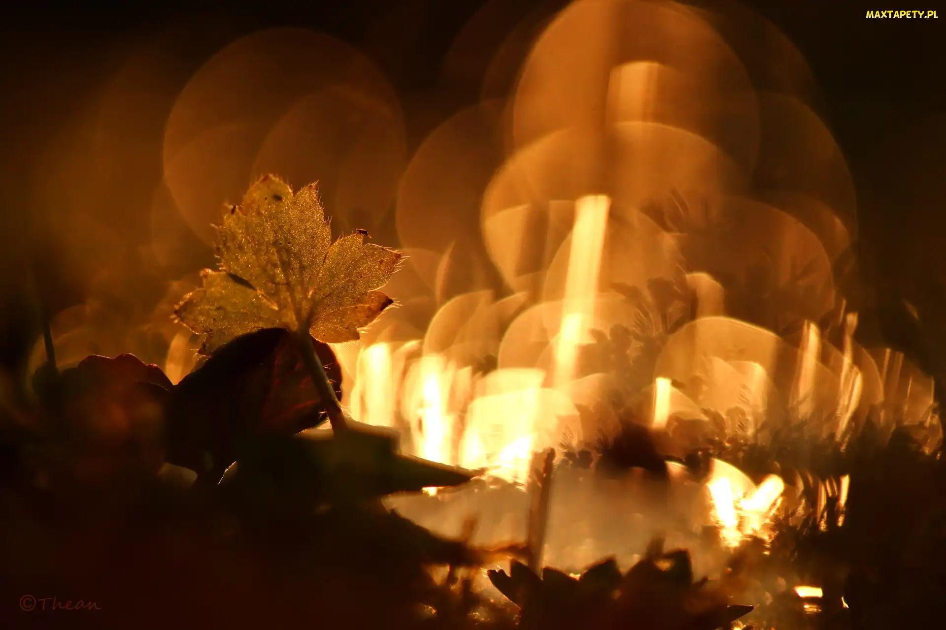 Wieczór, Bokeh, Łące, Na, Liść
