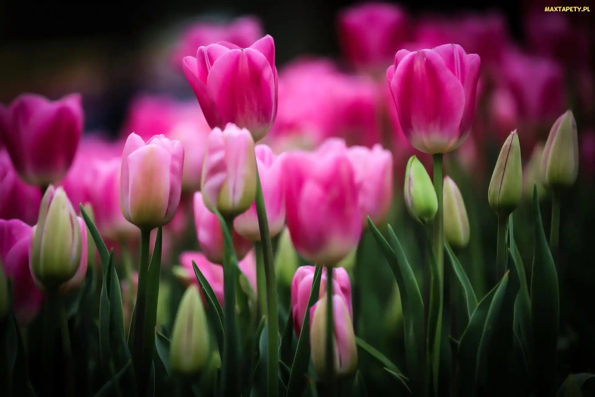 Tulipany, Pąki, Purpurowe