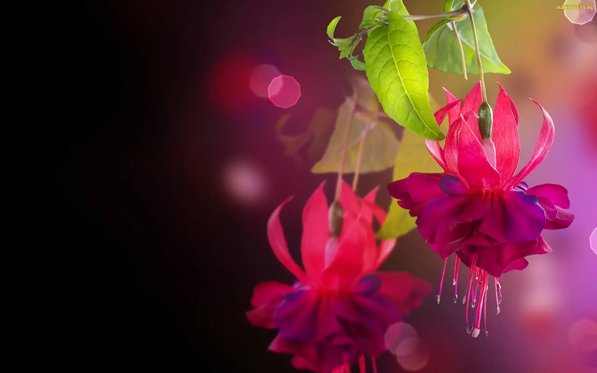 Fuksja, Bokeh, Kwiat, Liście