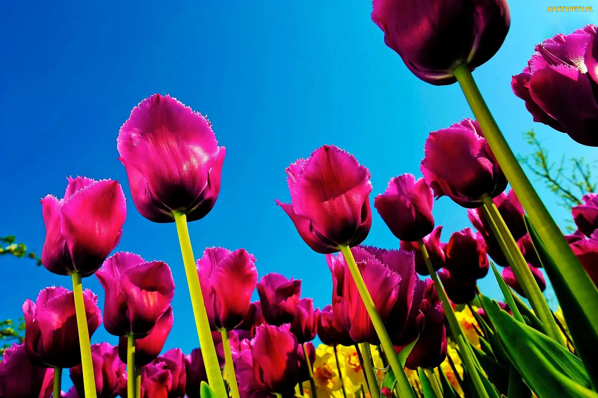Niebo, Tulipany