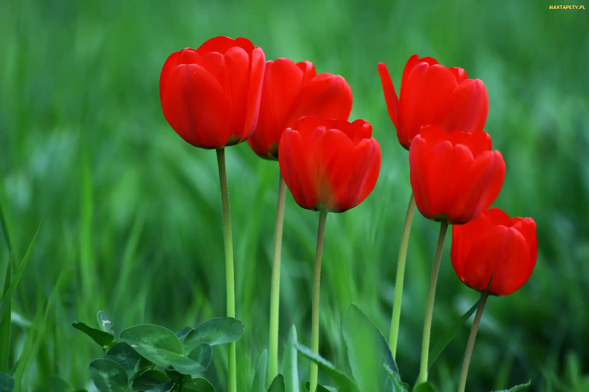 Tulipany, Czerwone