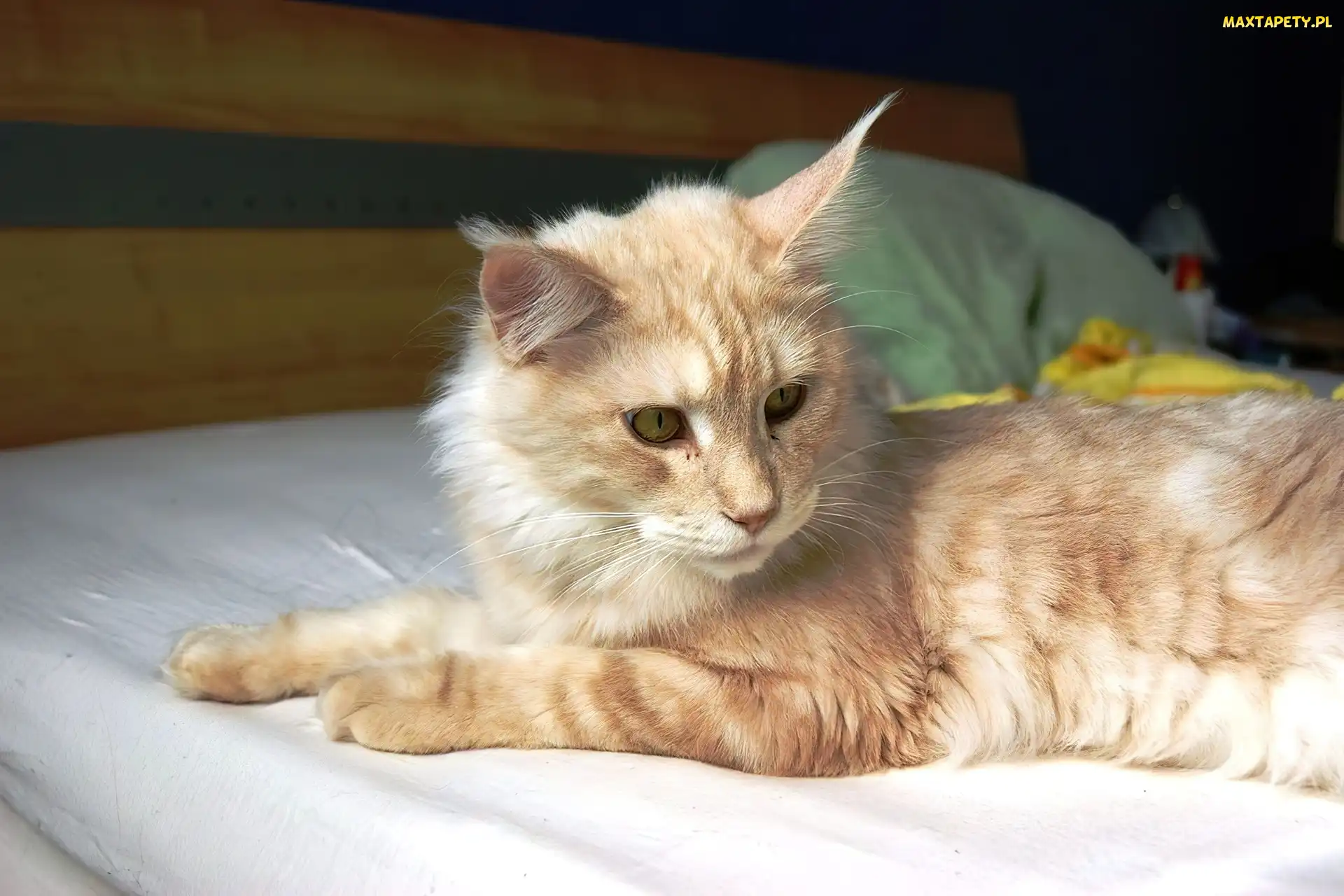 Maine Coon, Łóżko, Kotek