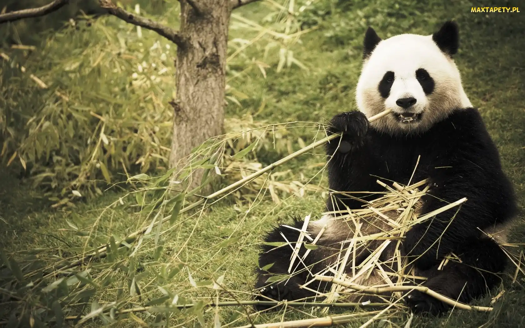Las, Bambus, Panda