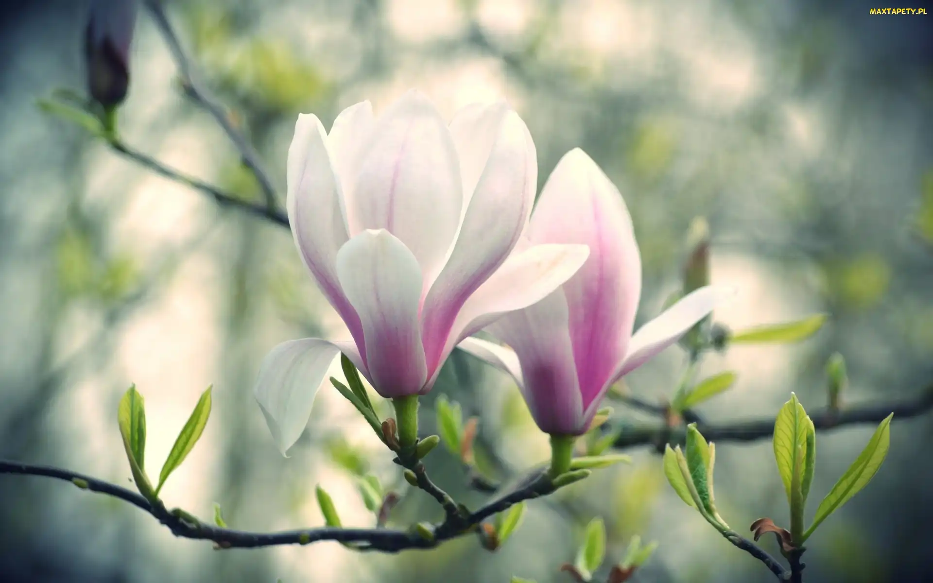 Różowy, Kwiat, Magnolia