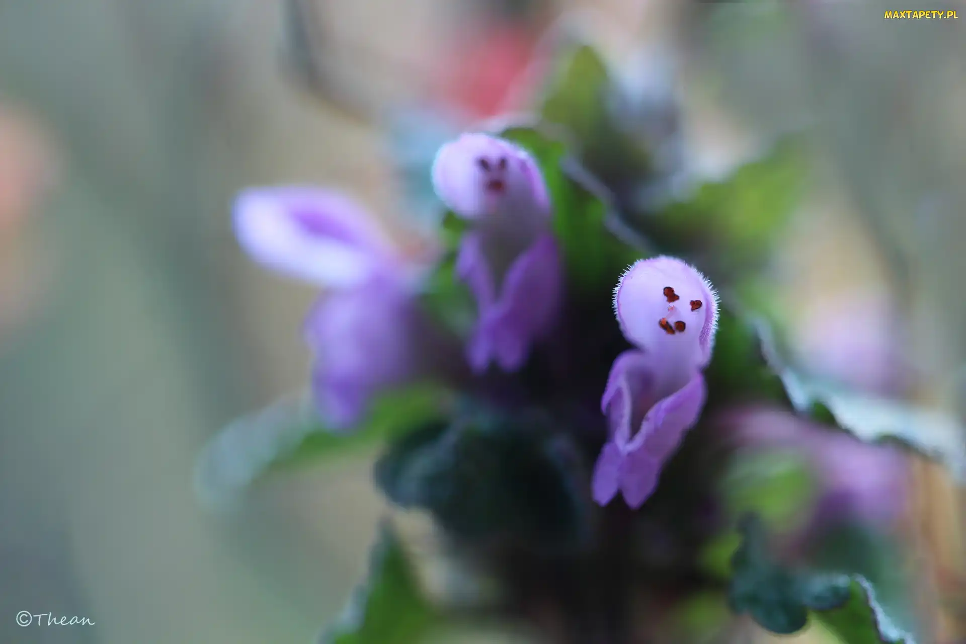 Fioletowe, Kwiaty, Jasnota Purpurowa