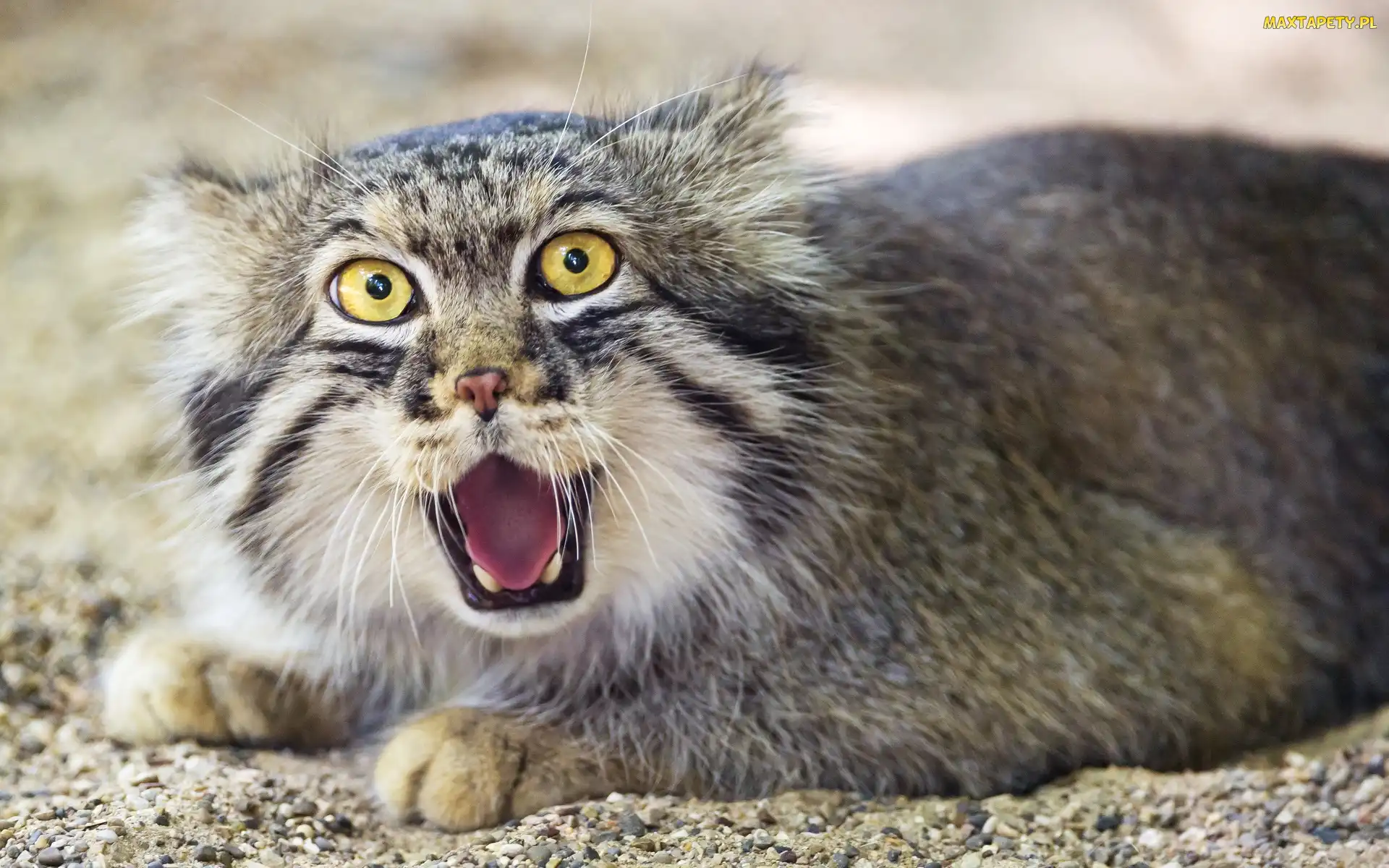 Dziki, Kot, Manul