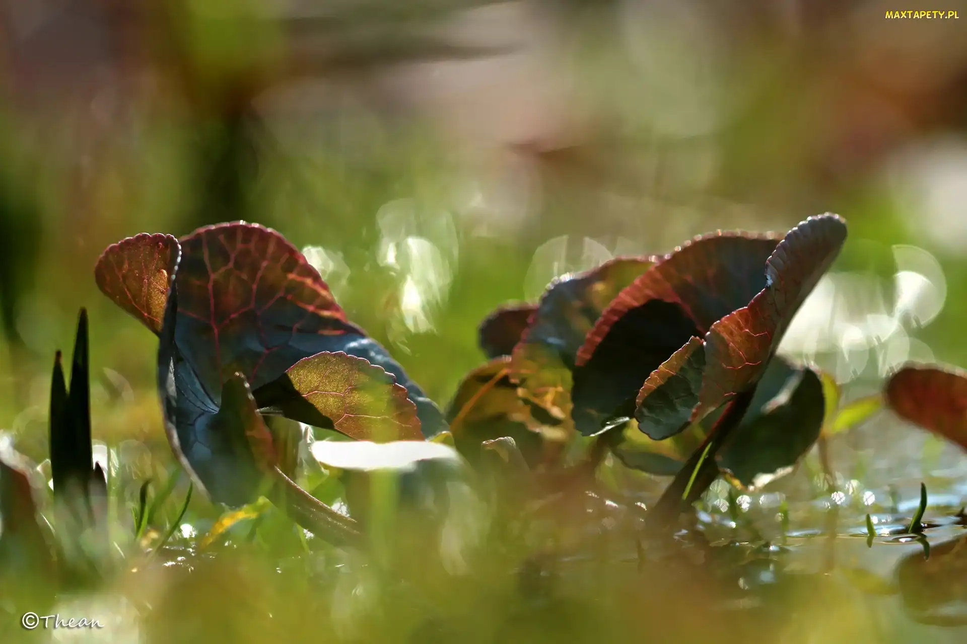 Liście, Bokeh