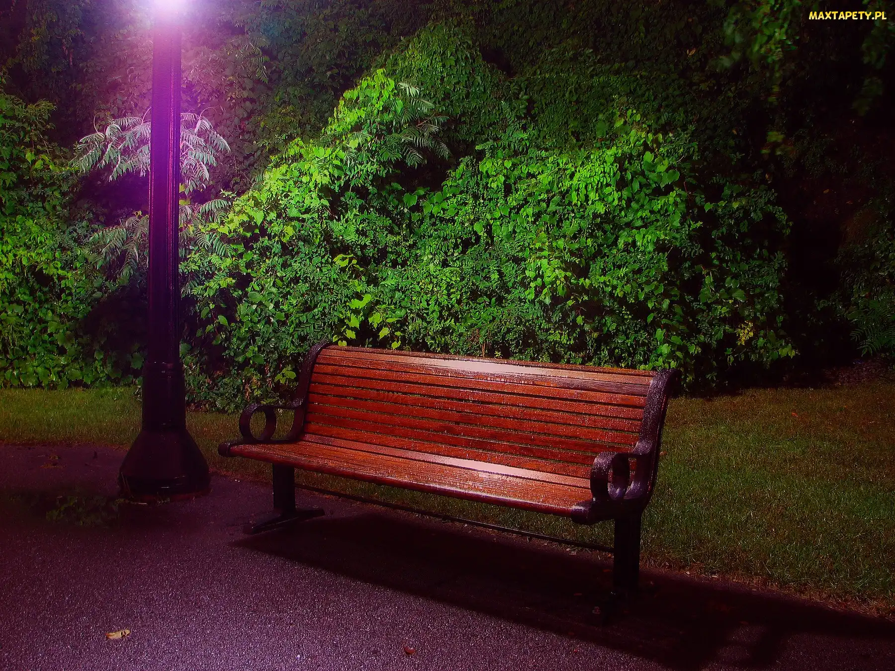 Lampa, Ławka, Park, Krzewy