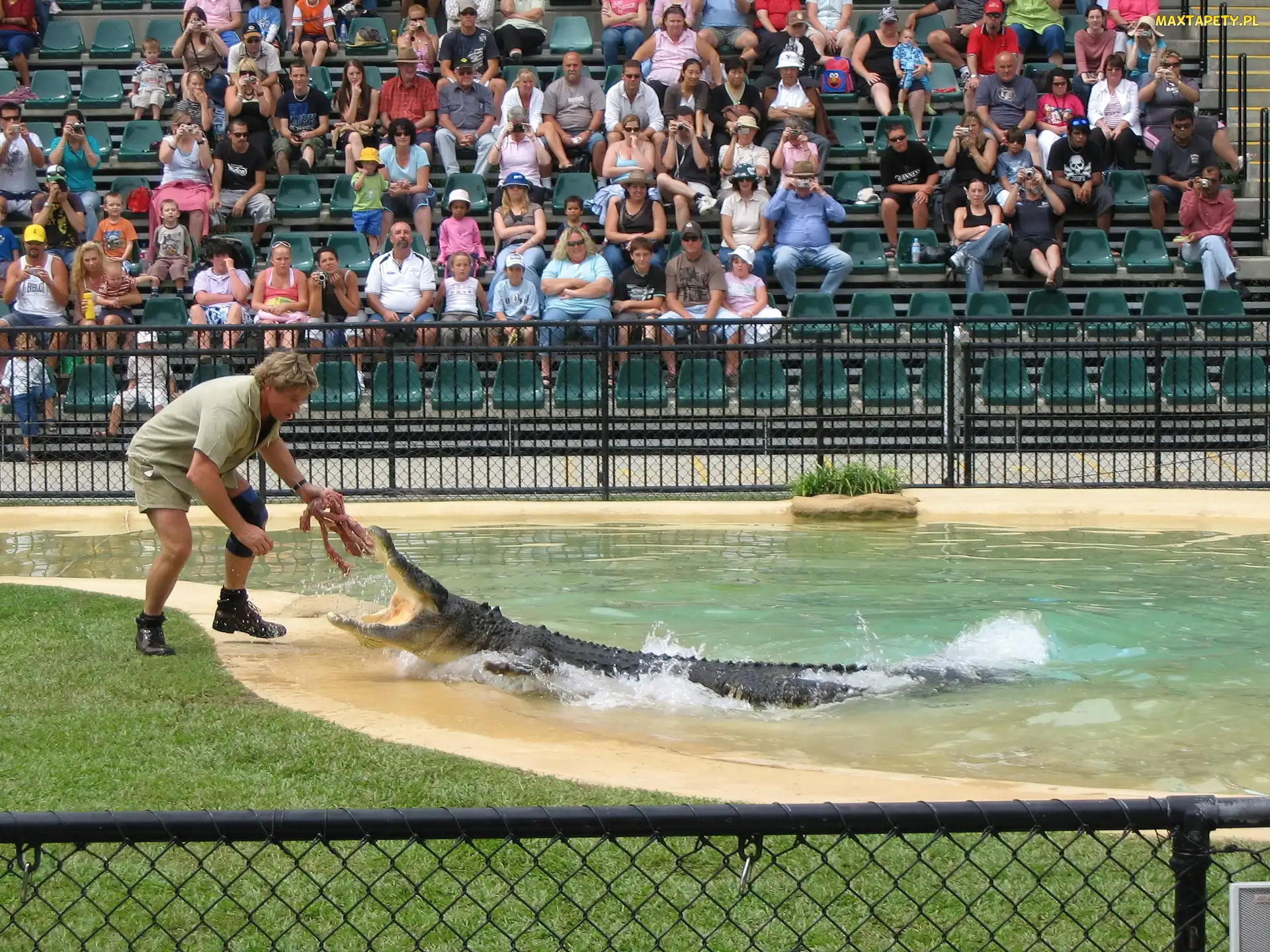 Irwin, Pokazy, Steve, Krokodyli, ZOO, Łowca, Australia, Ludzie