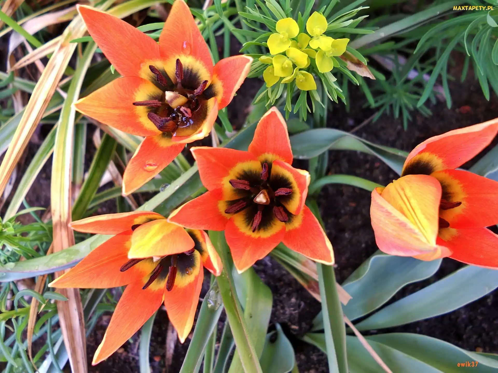 Pomarańczowe, Tulipany, Drobne