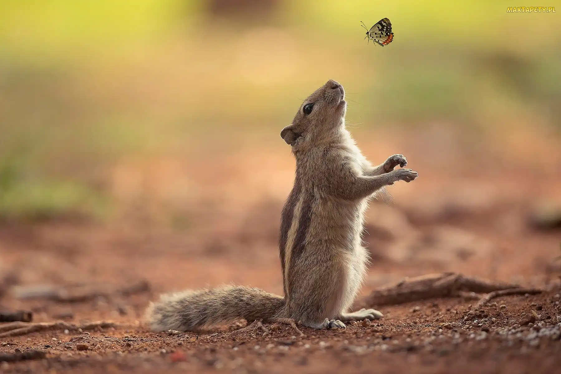 Chipmunk, Motylek, Wiewiórka