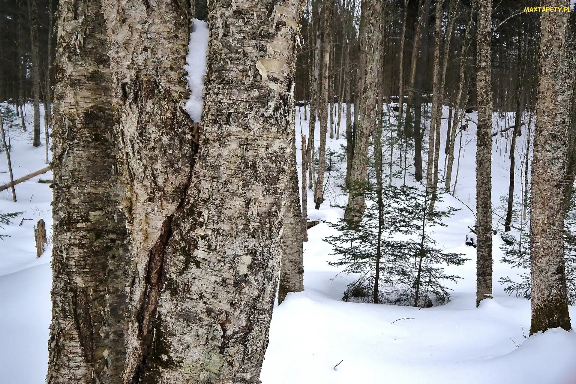 Las, Śnieg