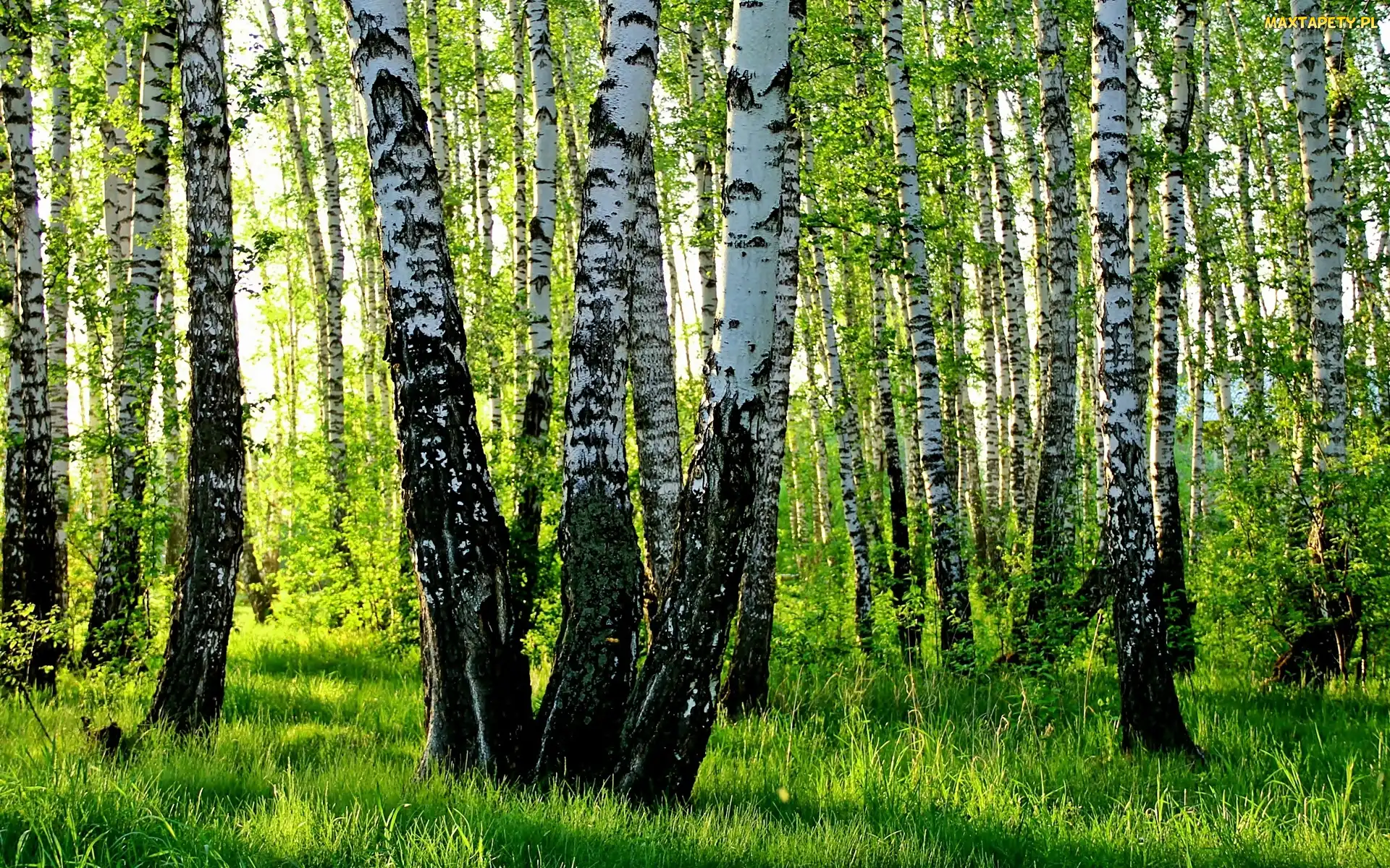 Światło, Przebijające, Brzozowy, Zagajnik