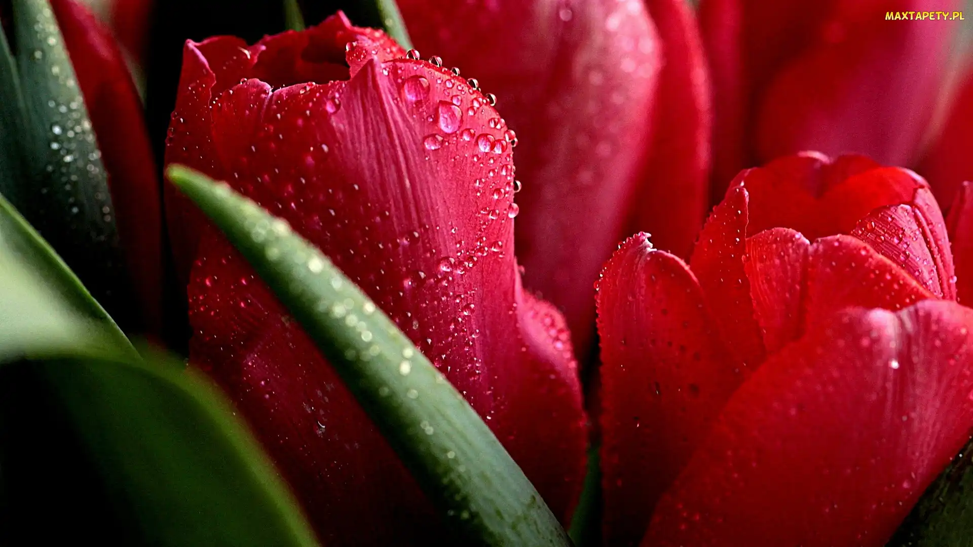 Krople, Wody, Tulipany