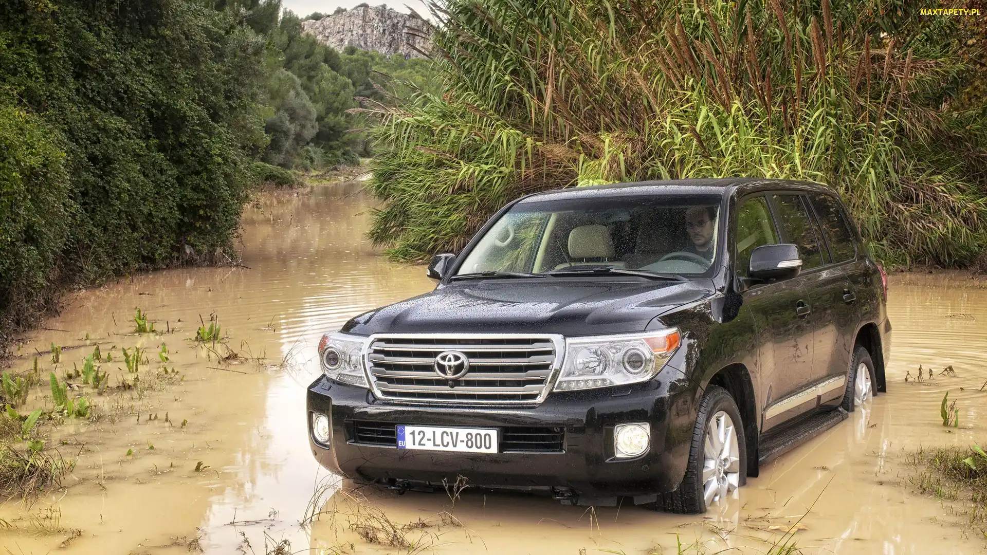 Toyota, Drzewa, Rzeczka, Land Cruiser