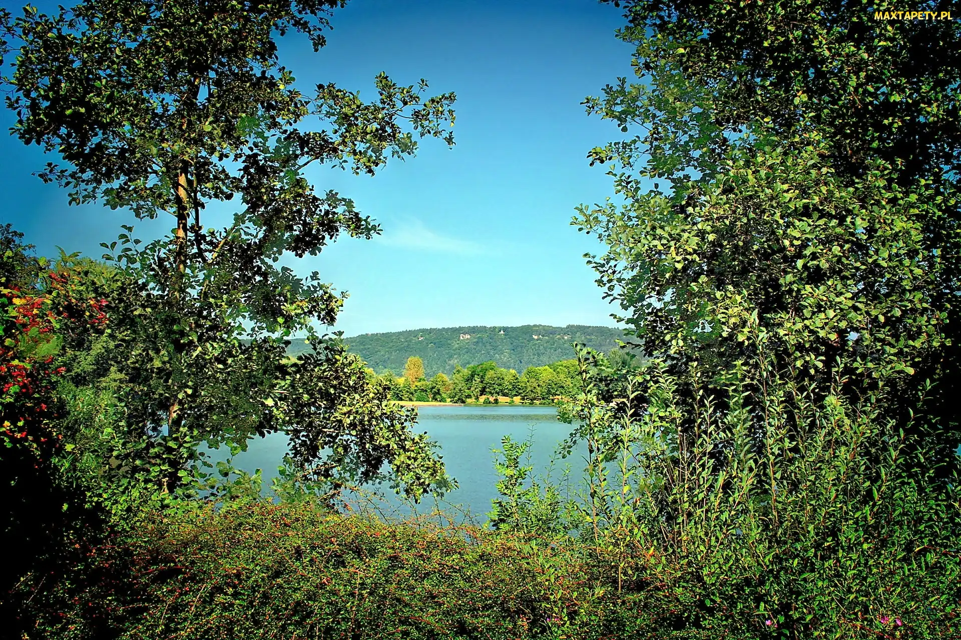 Jezioro, Drzewa, Las