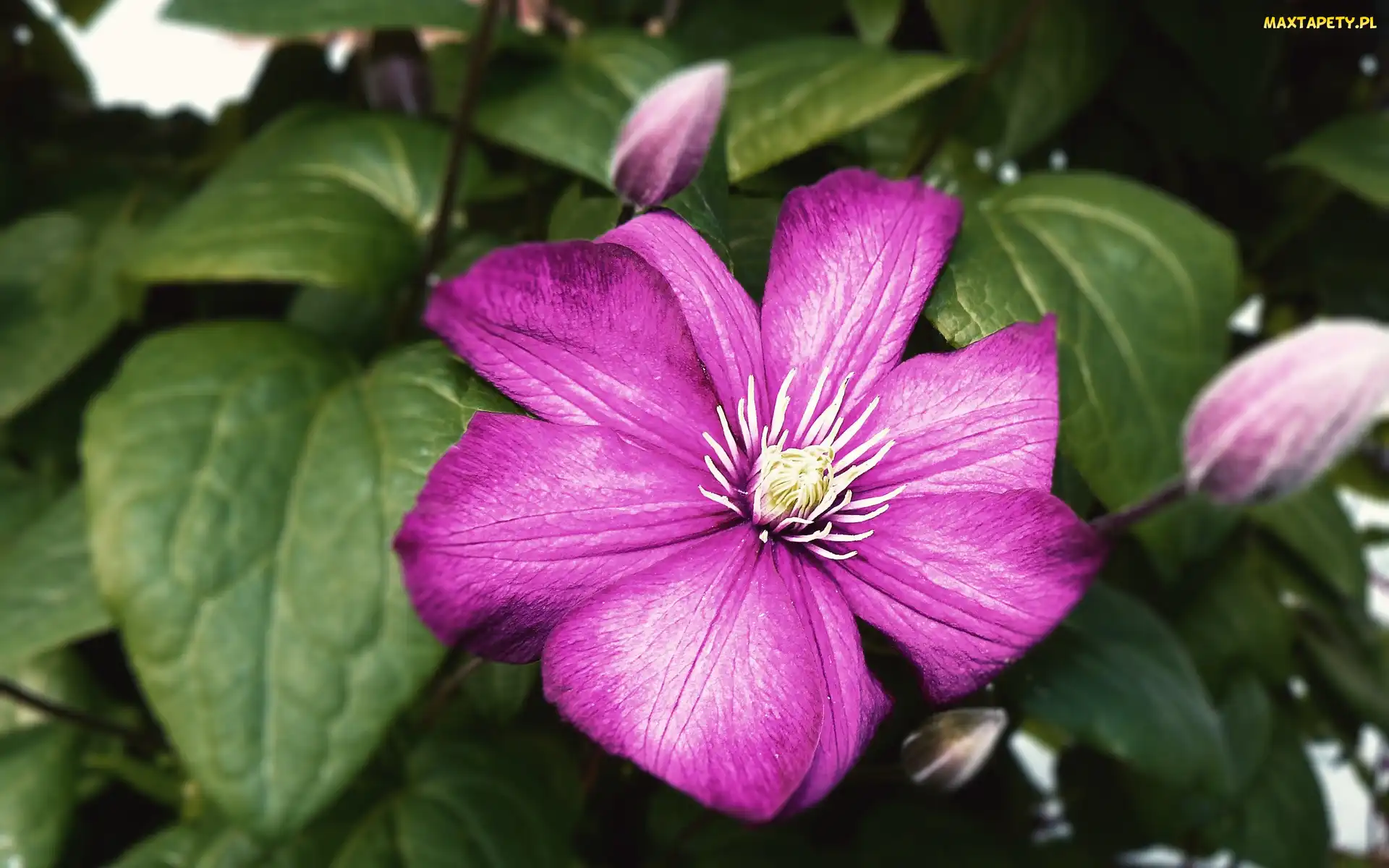 Różowy, Clematis, Kwiaty