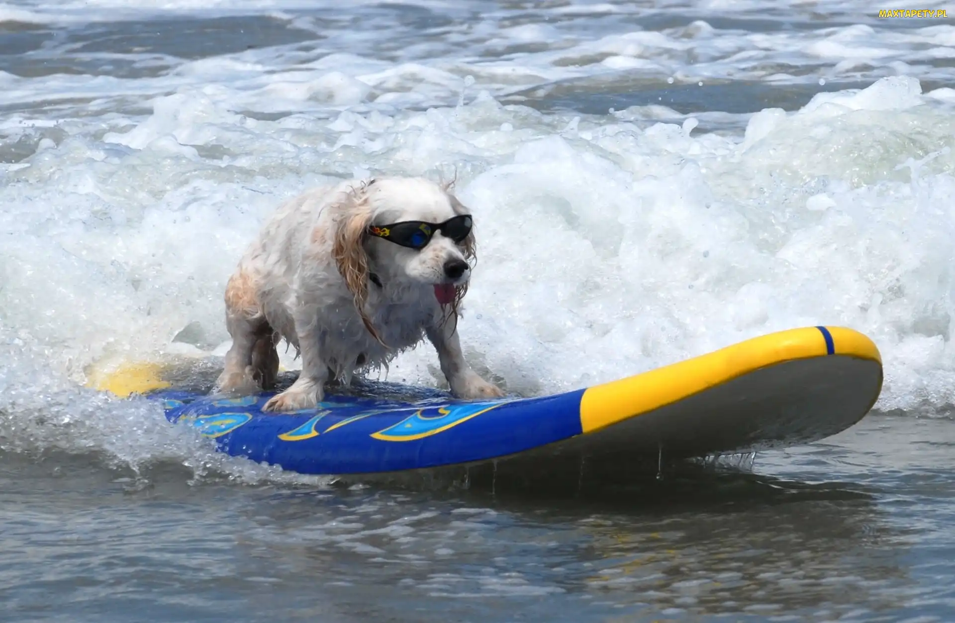 Surfing, Morze, Piesek, Okulary