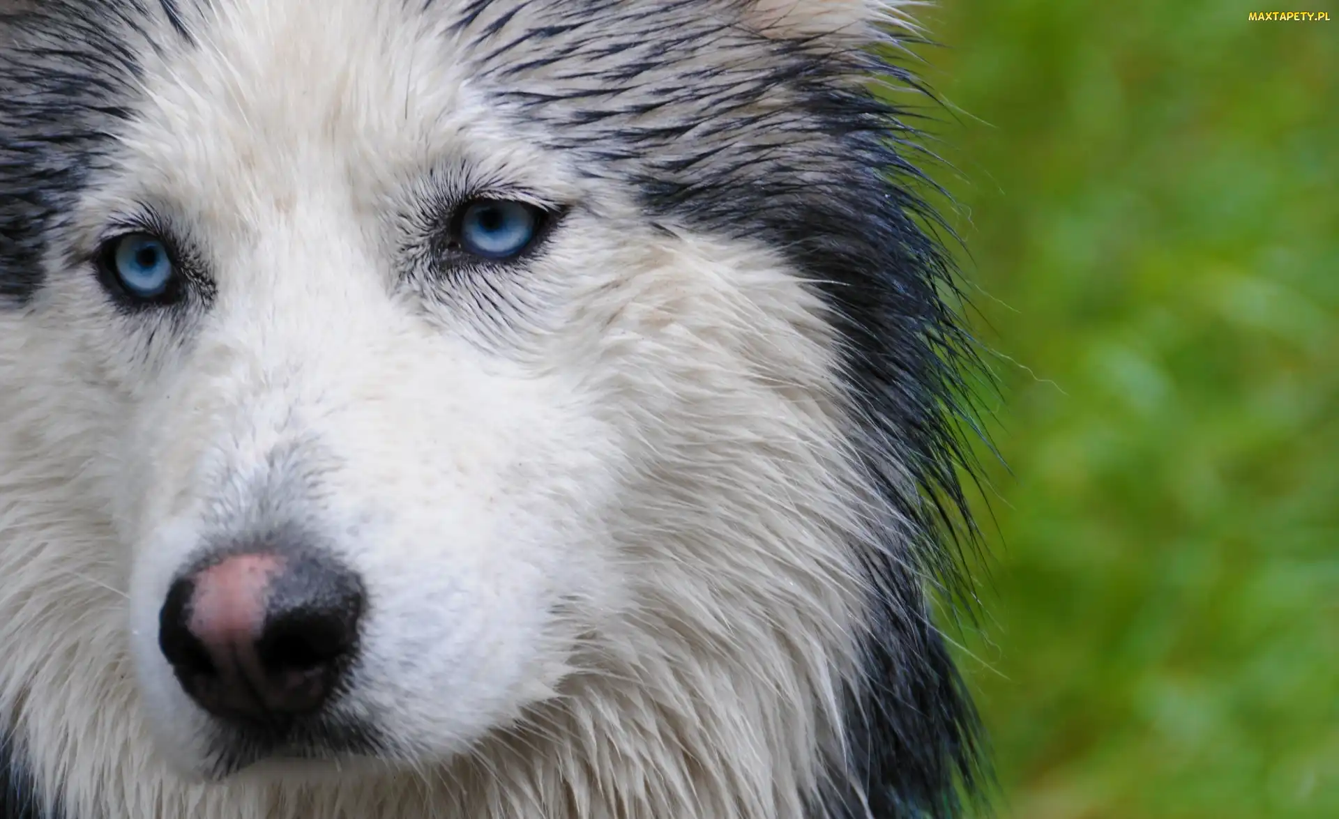 Husky