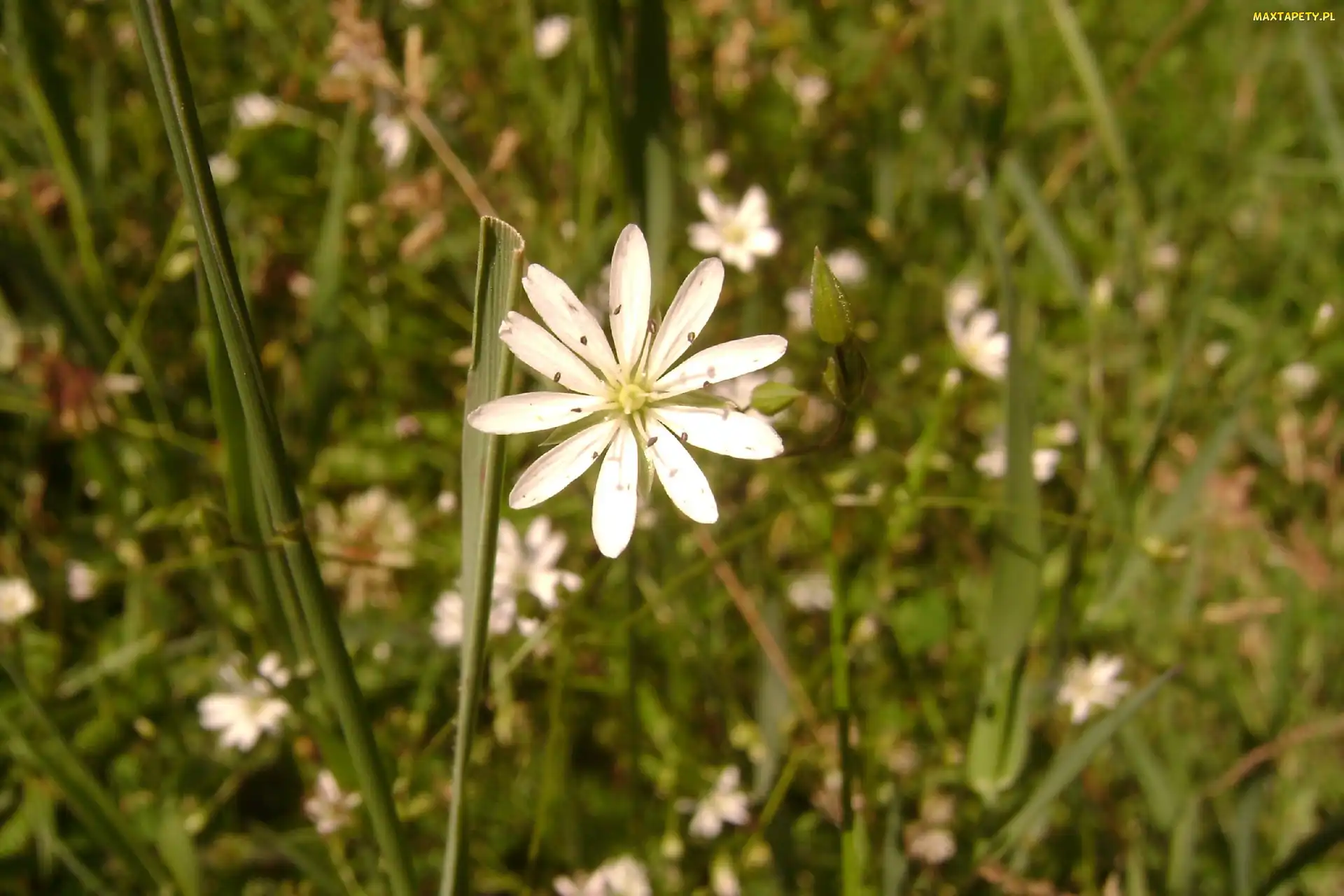 Kwiat, Polana, Trawa
