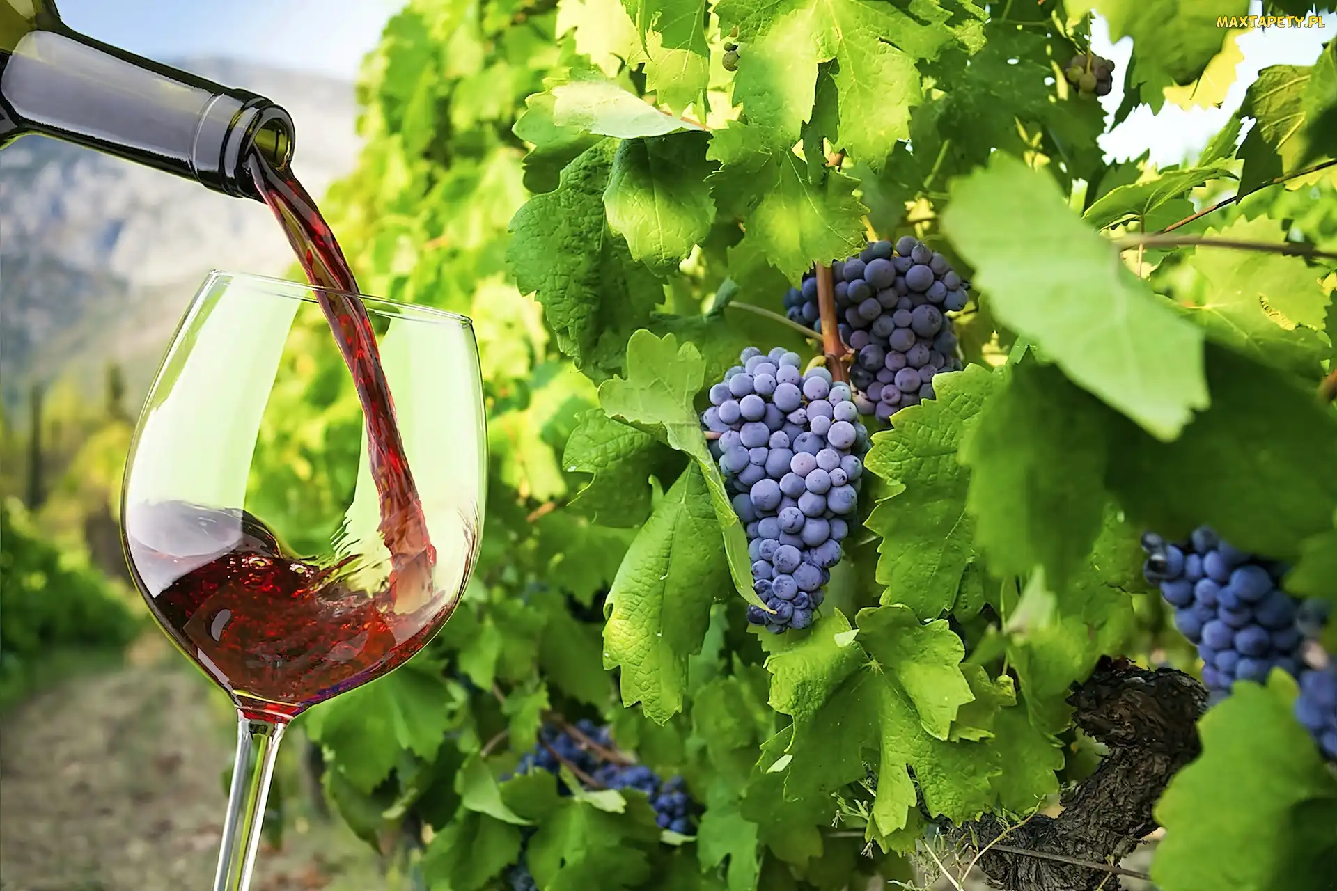 Winnica, Krzew, Wino, Kieliszek, Czerwone, Winogrona