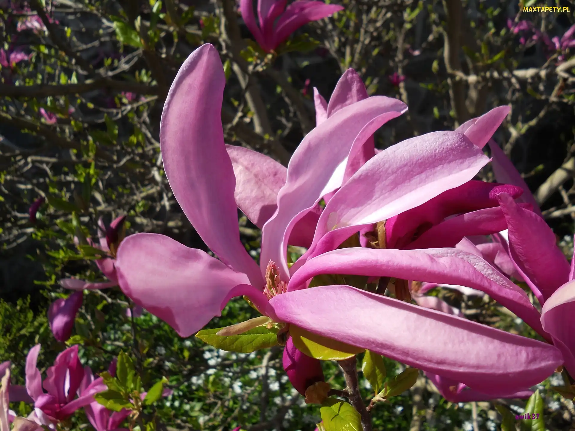 Magnolia, Makro, Kwiat