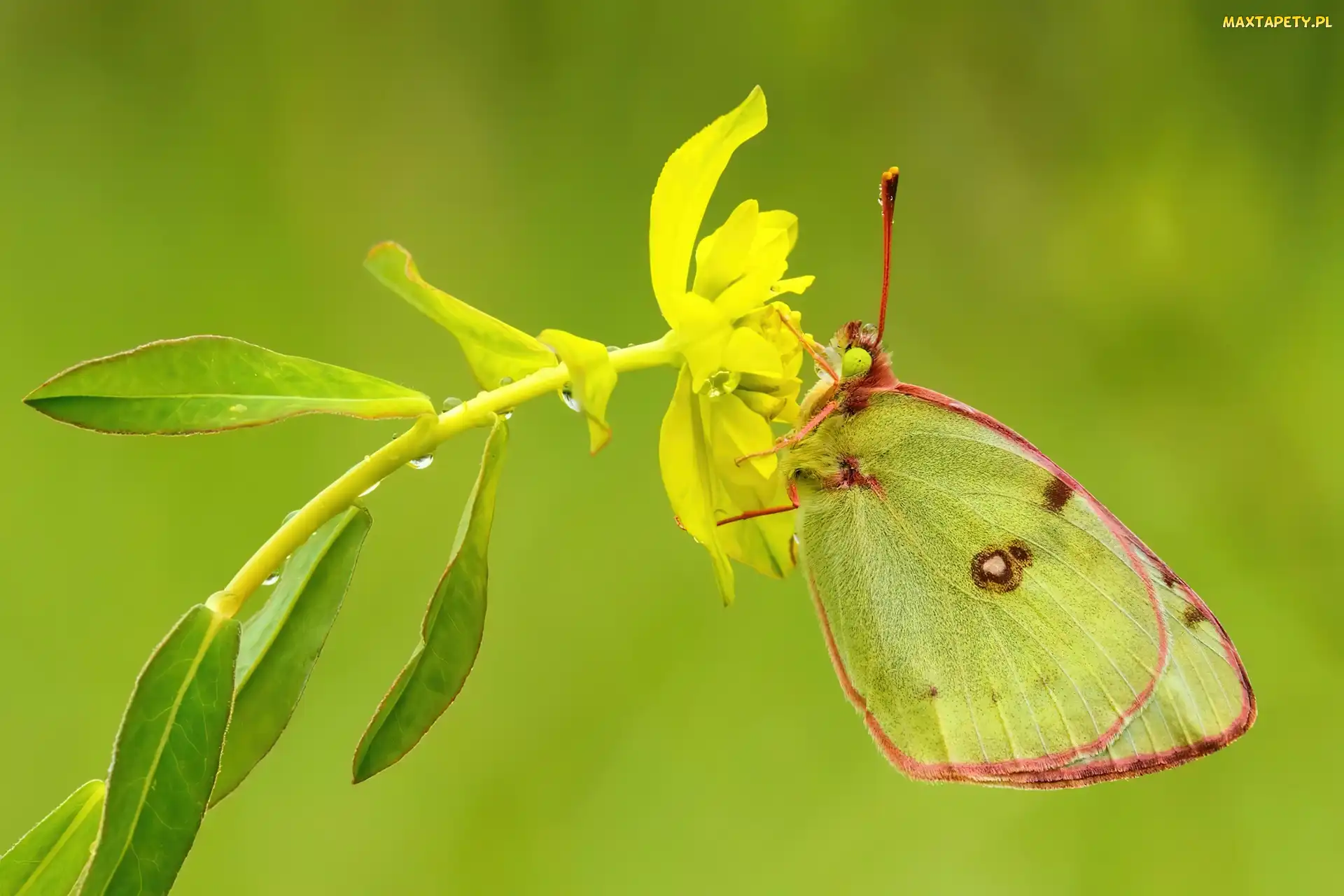 Żółty, Kwiat, Motyl