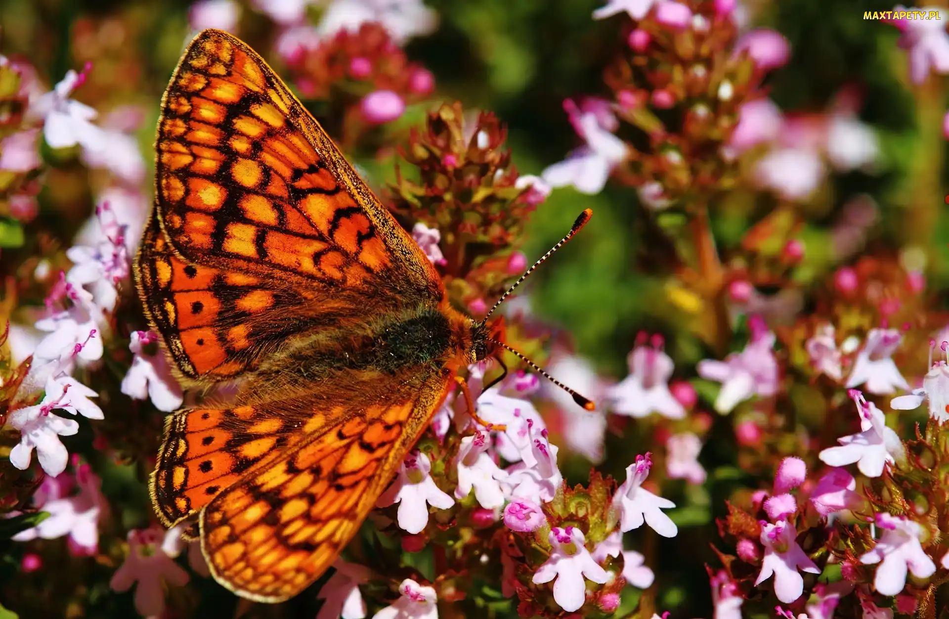 Różowe, Kwiatki, Motyl