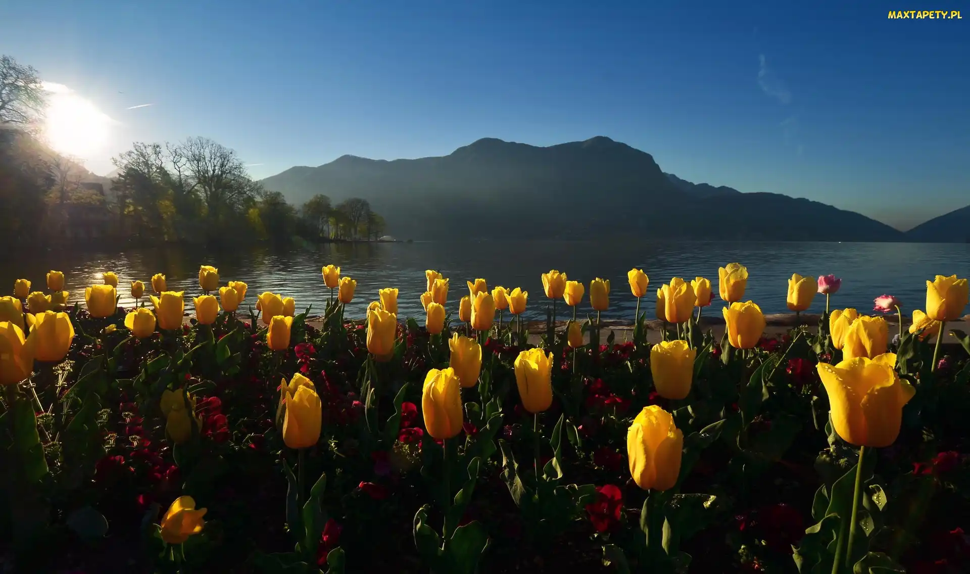 Poranek, Góry, Tulipany, Jezioro