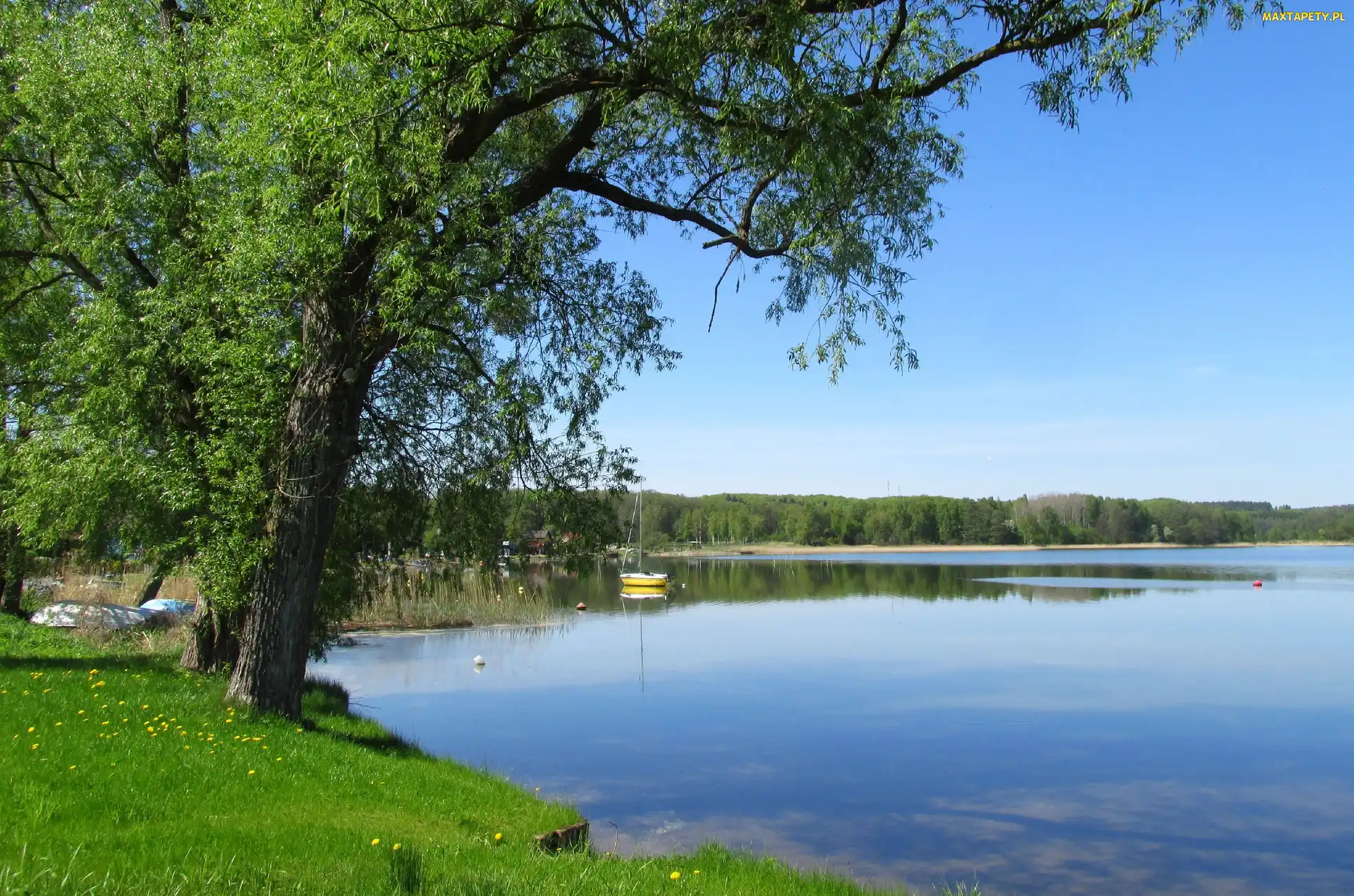 Jezioro, Drzewo, Wiosna