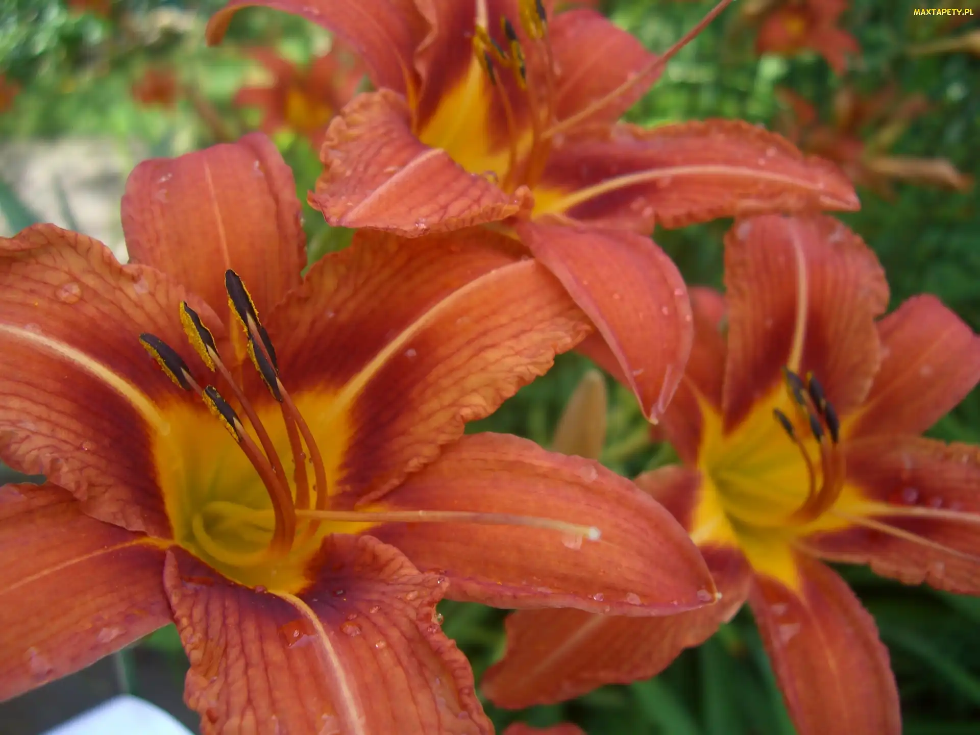 Kwiaty, Liliowce
