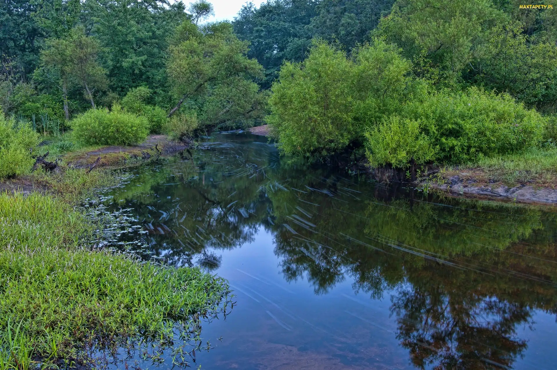 Drzewa, Rzeka