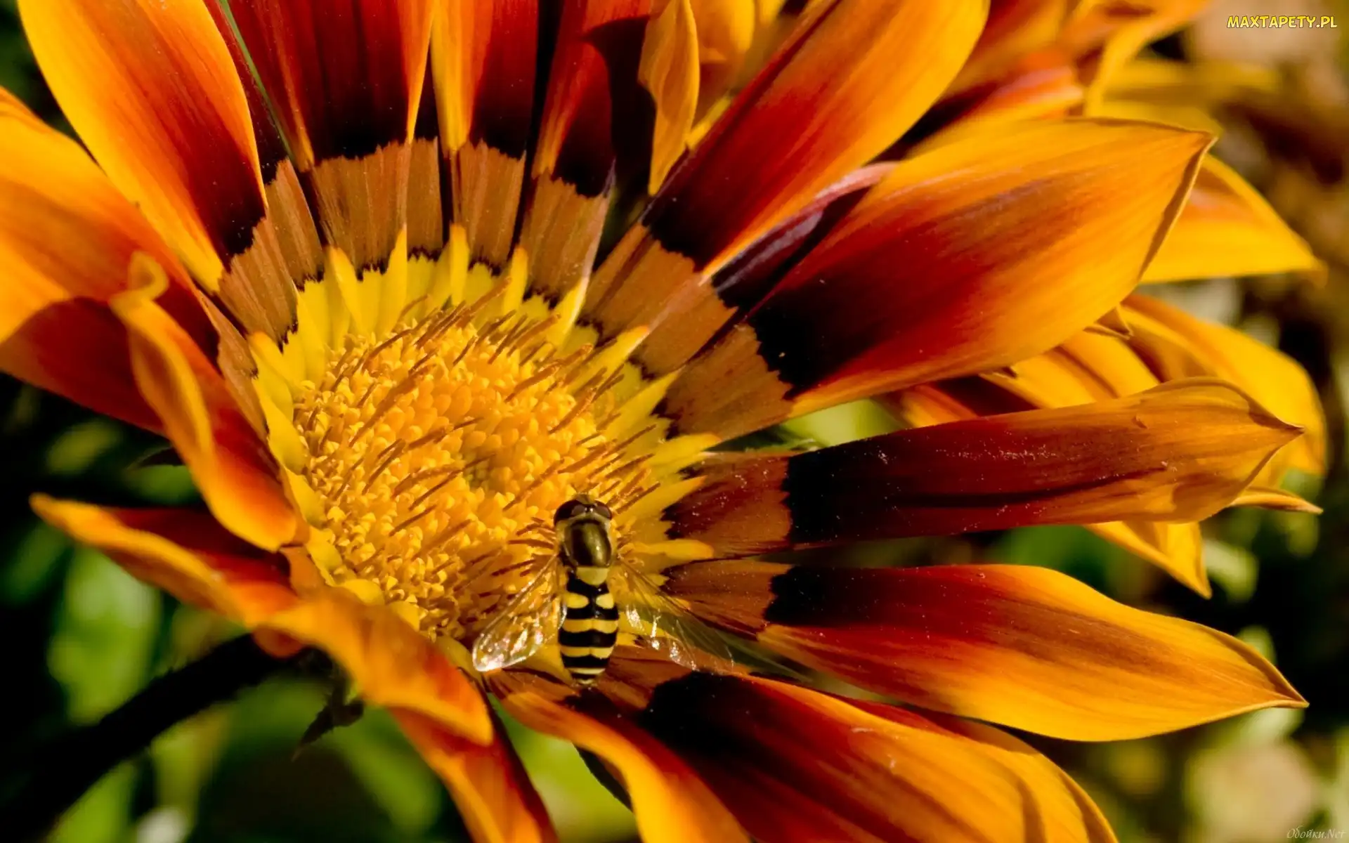 Gazania, Pszczoła, Kwiatek