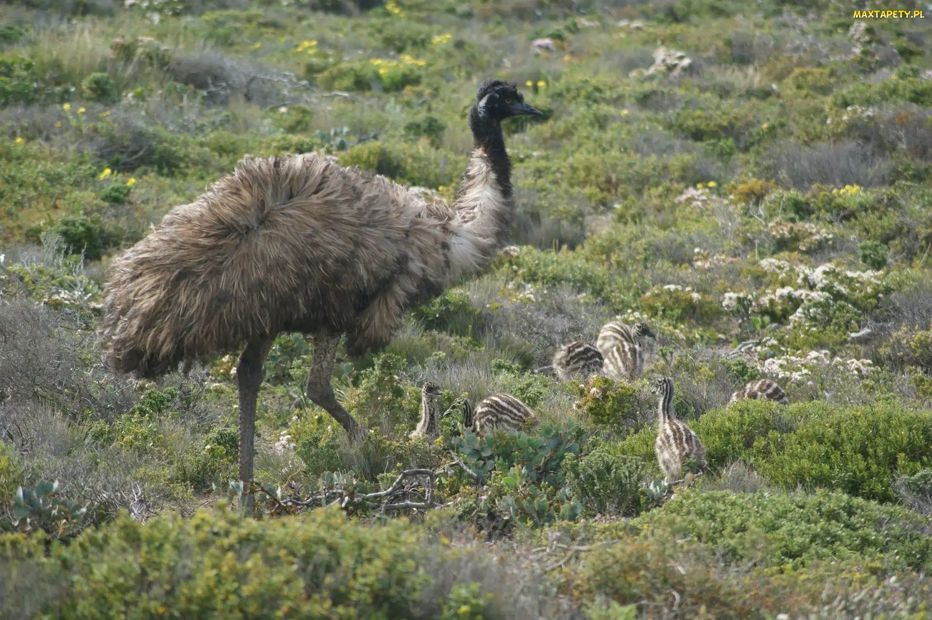 Rośliny, Pisklęta, Struś, Emu