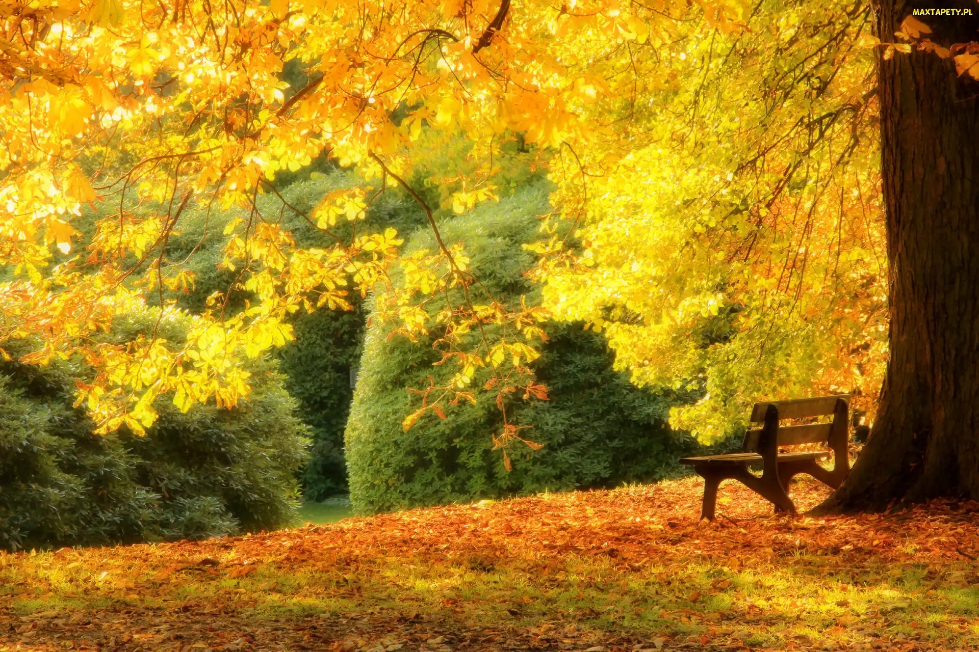 Jesień, Ławeczka, Park