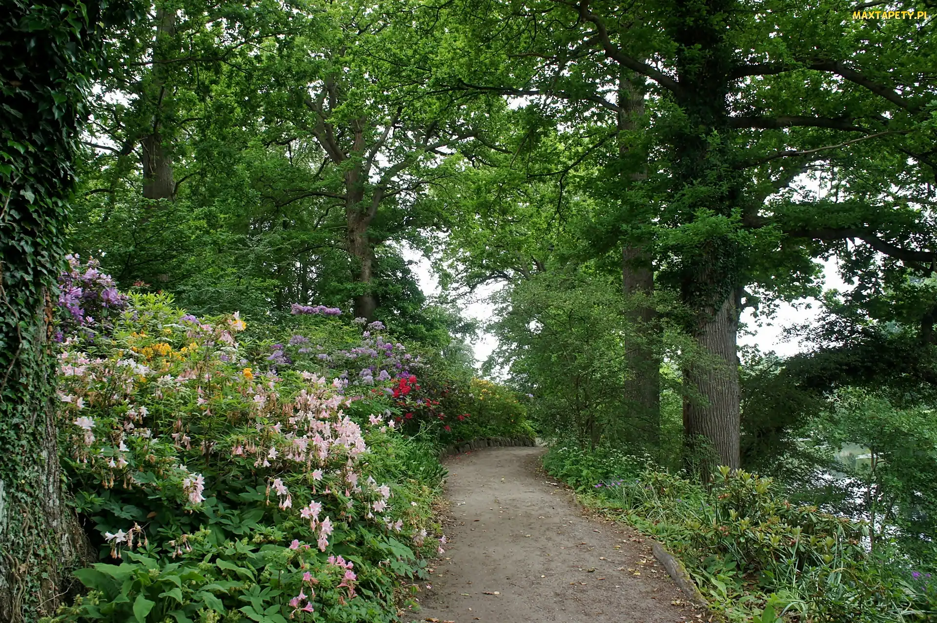 Dania, Alejka, Wiosna, Park w Grasten, Różaneczniki, Grasten, Drzewa, Kwitnące