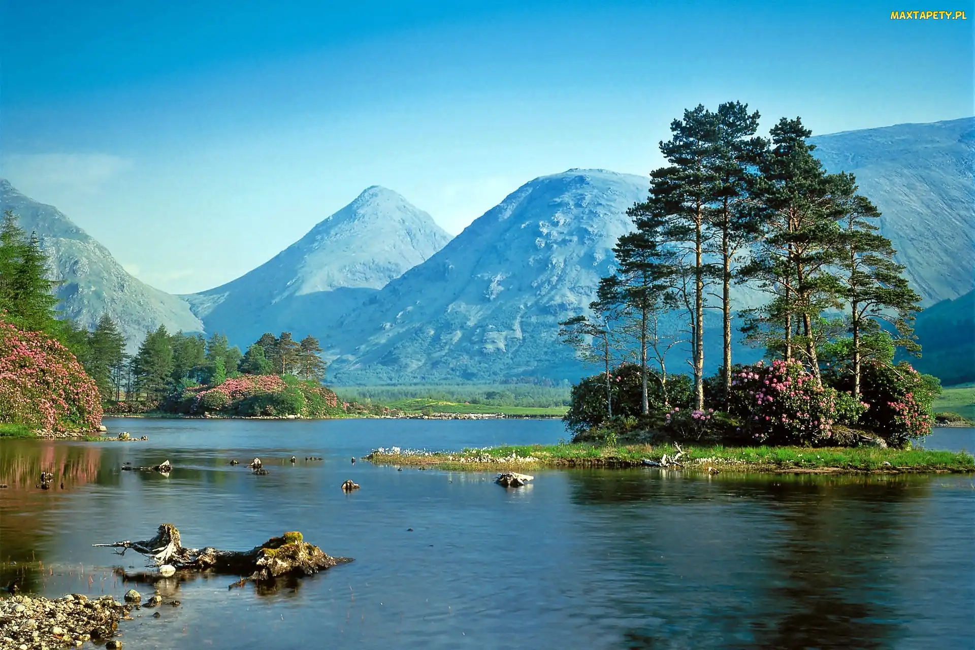 Rododendrony, Sosny, Lasy, Góry, Jezioro, Wysepka