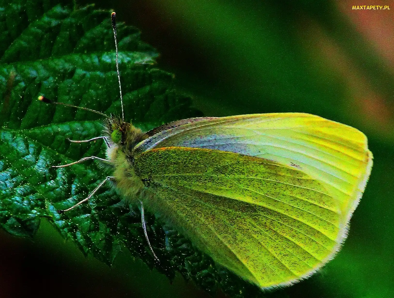 Liść, Cytrynek, Żółty, Motylek