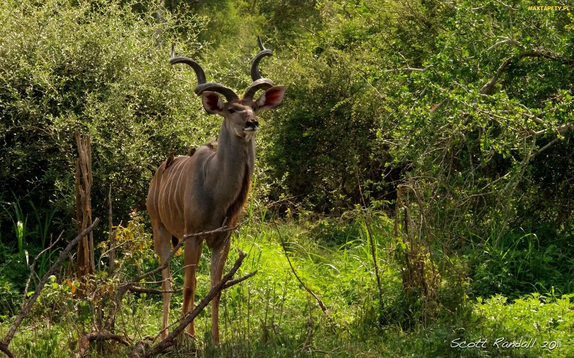 Kudu, Rośliny