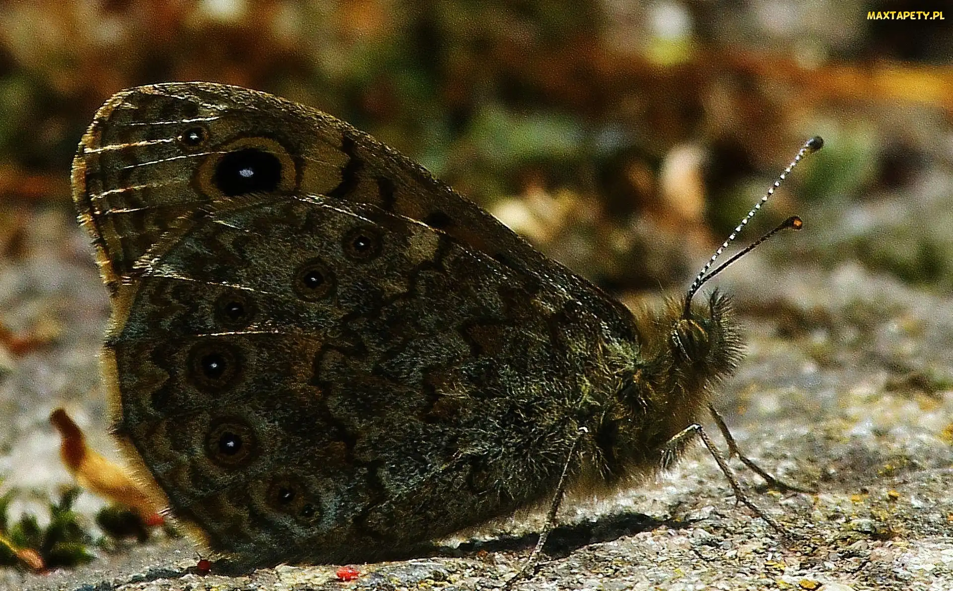 Szary, Motyl