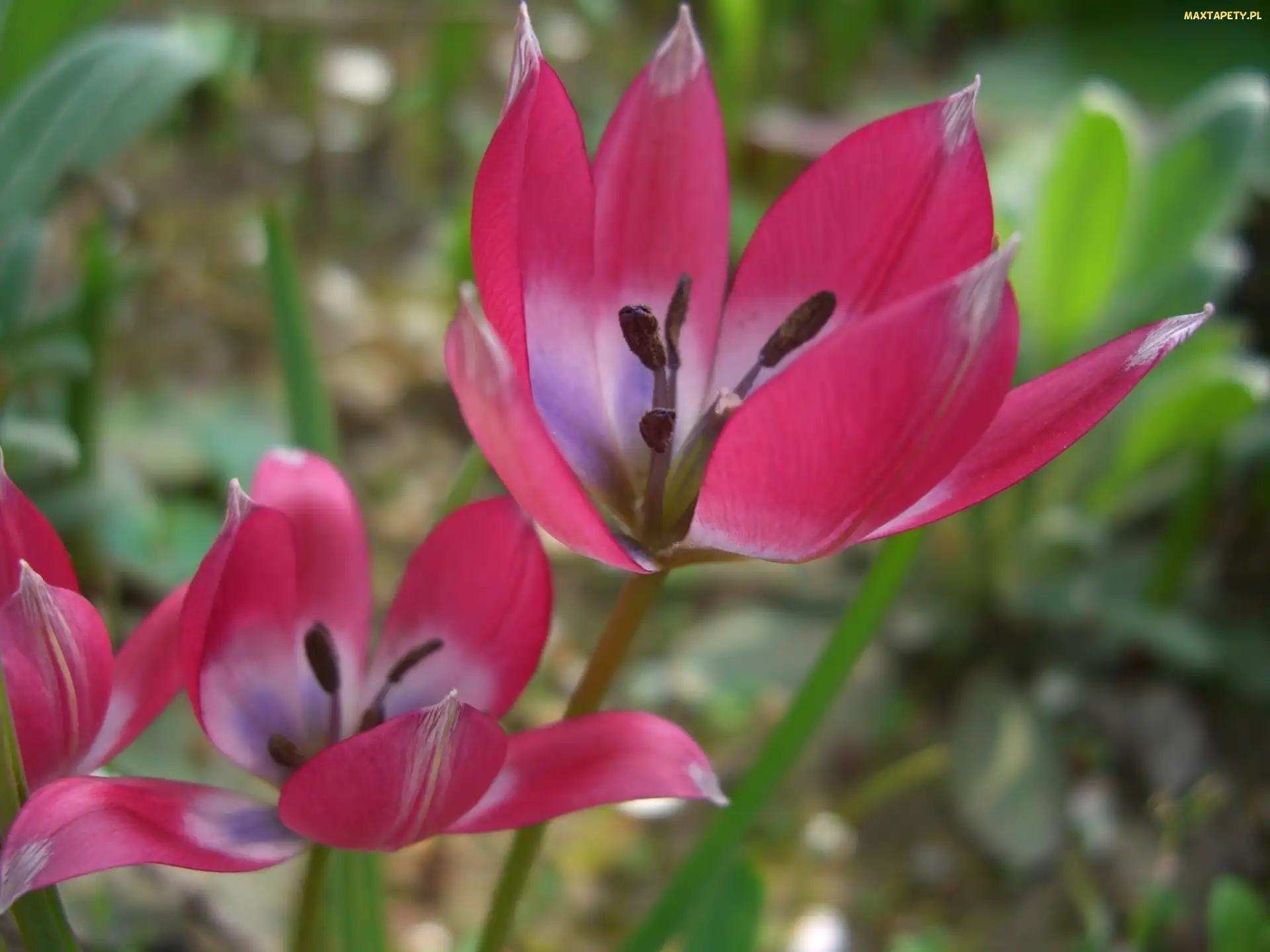 Kwiaty, Różowe, Tulipanki